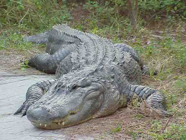 American Alligator Female Photo by Evilunknown1 | Photobucket