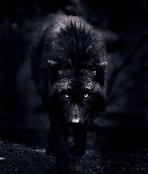 Hybrid Werewolf Vampire