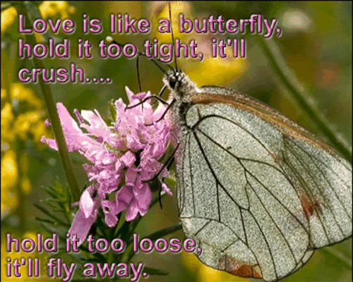 Orkut Scrap - Butterflies: 1