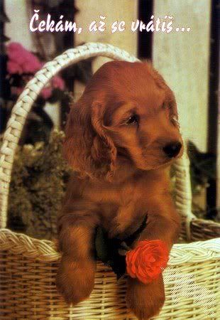 Obrázky - Chybíš mi: 2