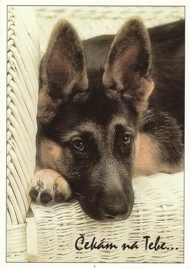 Obrázky - Chybíš mi: 4