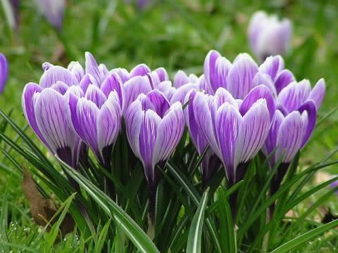 Obrázky - Jaro: 3 Obrázky - Jaro: 3