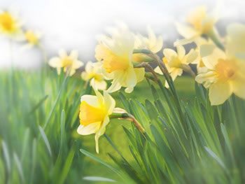 Obrázky - Jaro: 1 Obrázky - Jaro: 1