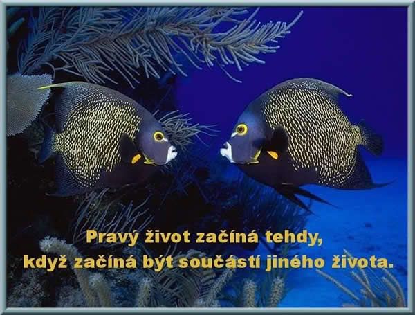 obrzky na profil