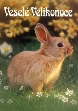 Obrázky - Veselé Velikonoce: 4
