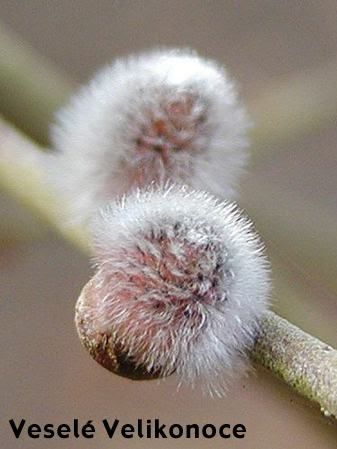 Obrázky - Veselé Velikonoce: 1