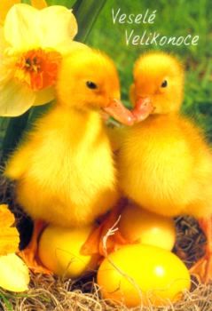 Obrázky - Veselé Velikonoce: 4