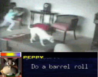 flippingdog.gif