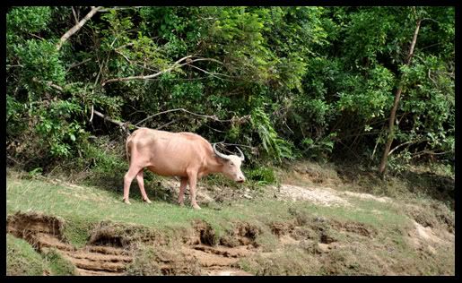 Lone cow