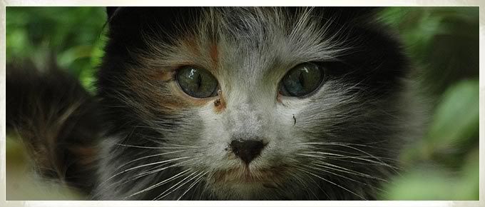 catphotos01