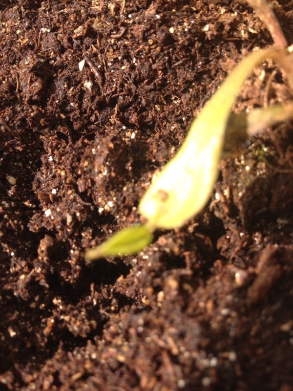 New traps dying Venus Fly Trap Care Questions