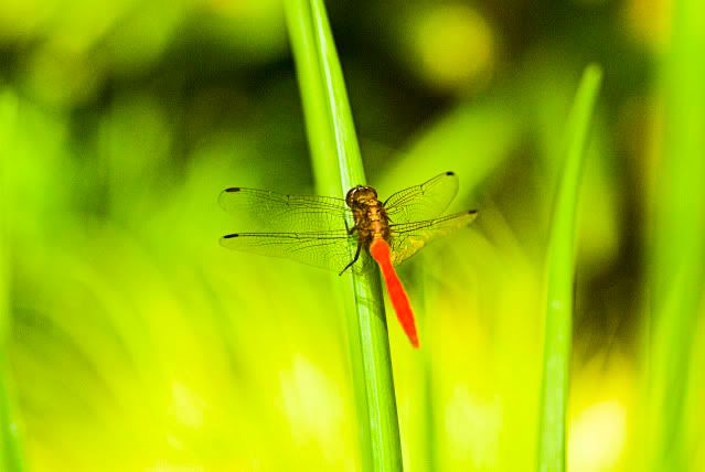 dragon-fly_4.jpg