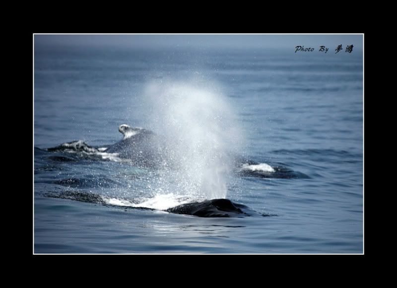 [原创摄影]我和鲸鱼有个约会23P_图1-5