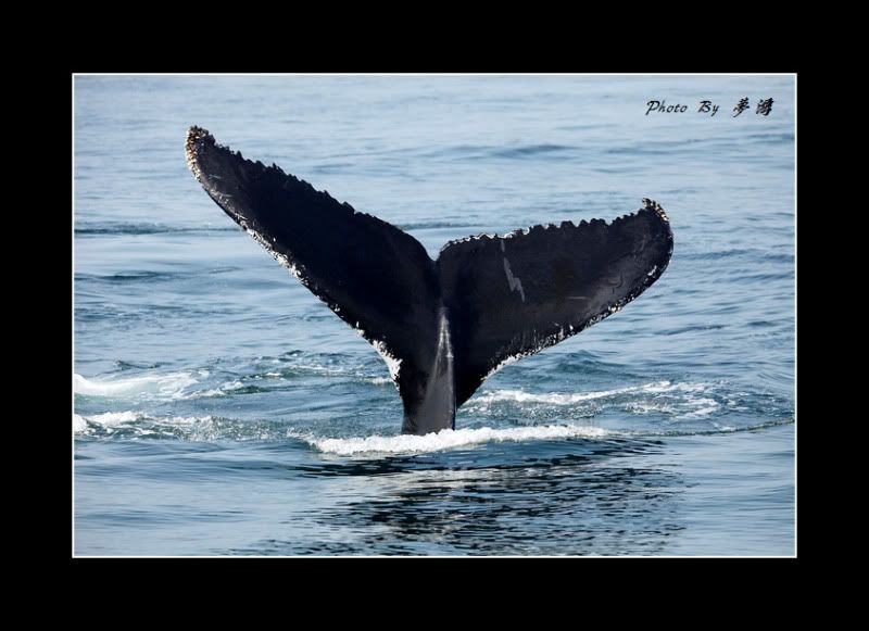 [原创摄影]我和鲸鱼有个约会23P_图1-6