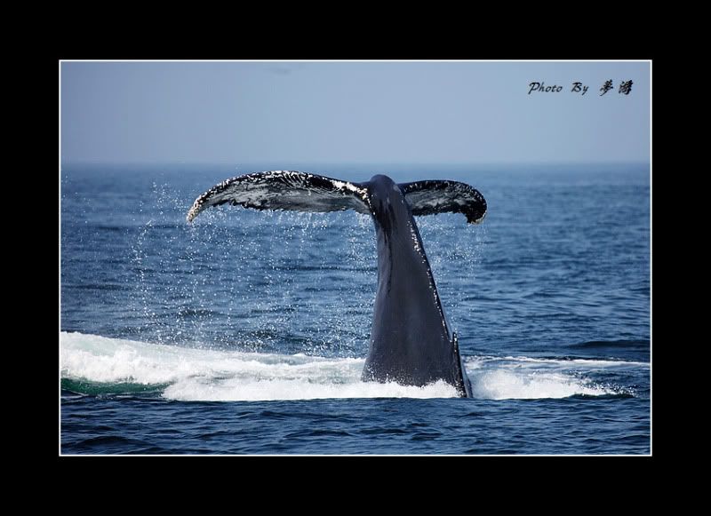 [原创摄影]我和鲸鱼有个约会23P_图1-9