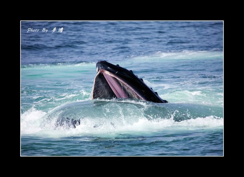 [原创摄影]我和鲸鱼有个约会23P_图1-12