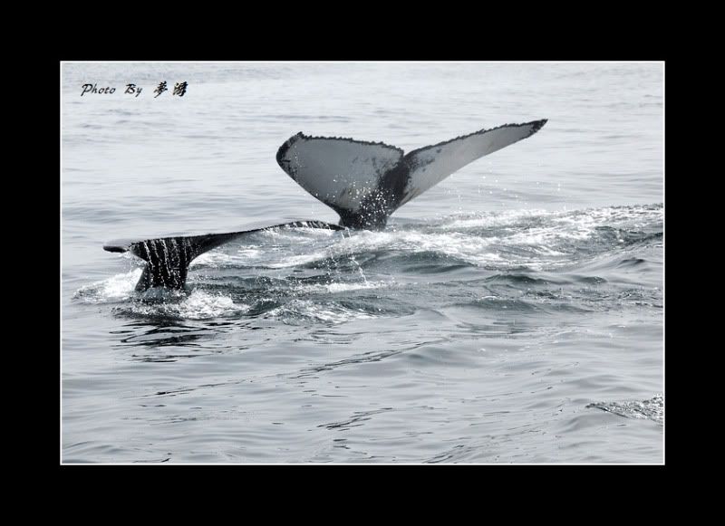 [原创摄影]我和鲸鱼有个约会23P_图1-15