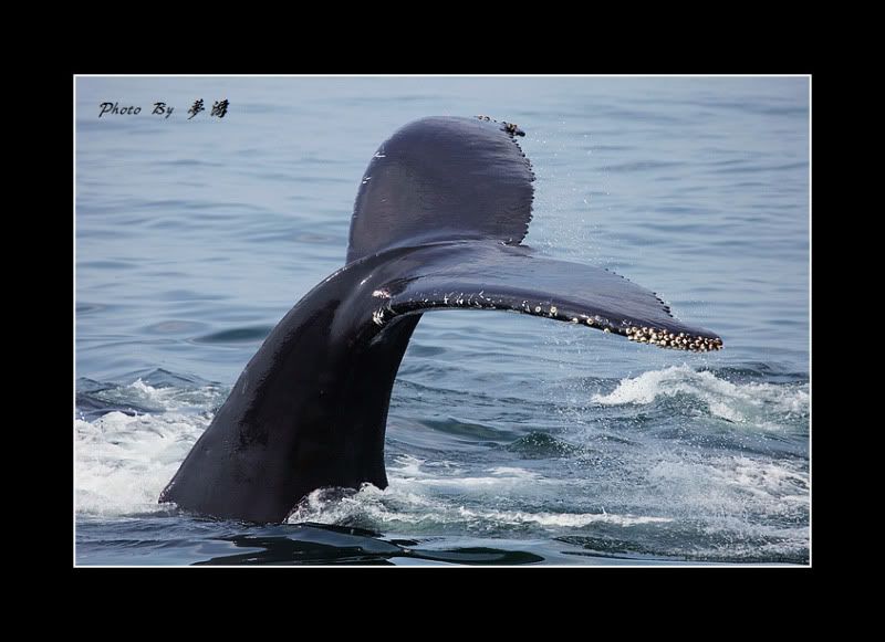 [原创摄影]我和鲸鱼有个约会23P_图1-16