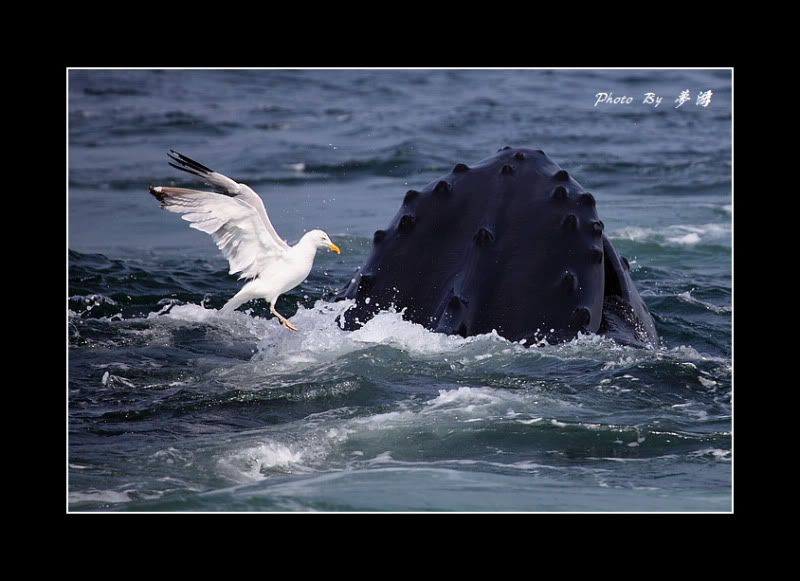 [原创摄影]我和鲸鱼有个约会23P_图1-19