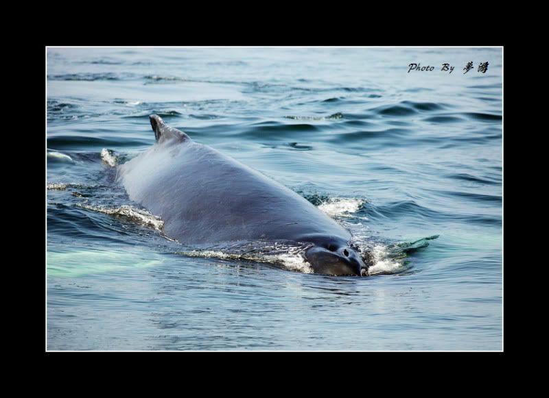 [原创摄影]我和鲸鱼有个约会23P_图1-21