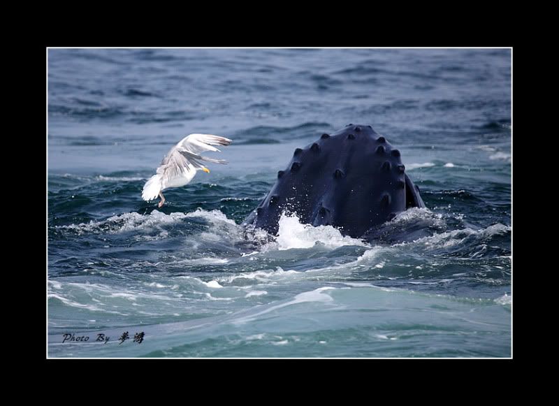 [原创摄影]我和鲸鱼有个约会23P_图1-22
