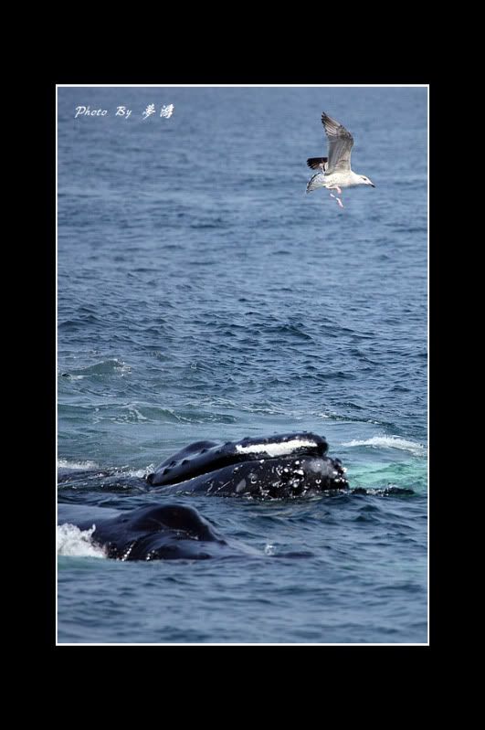 [原创摄影]我和鲸鱼有个约会23P_图1-23