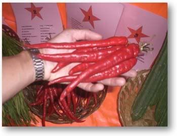 cili kulai Pictures, Images and Photos