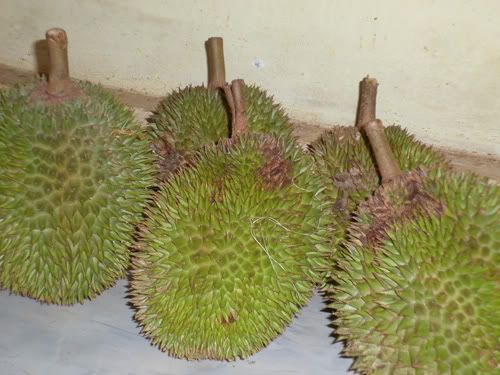 duren lampung duren lampung