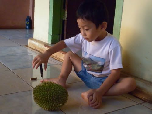 duren lampung duren lampung