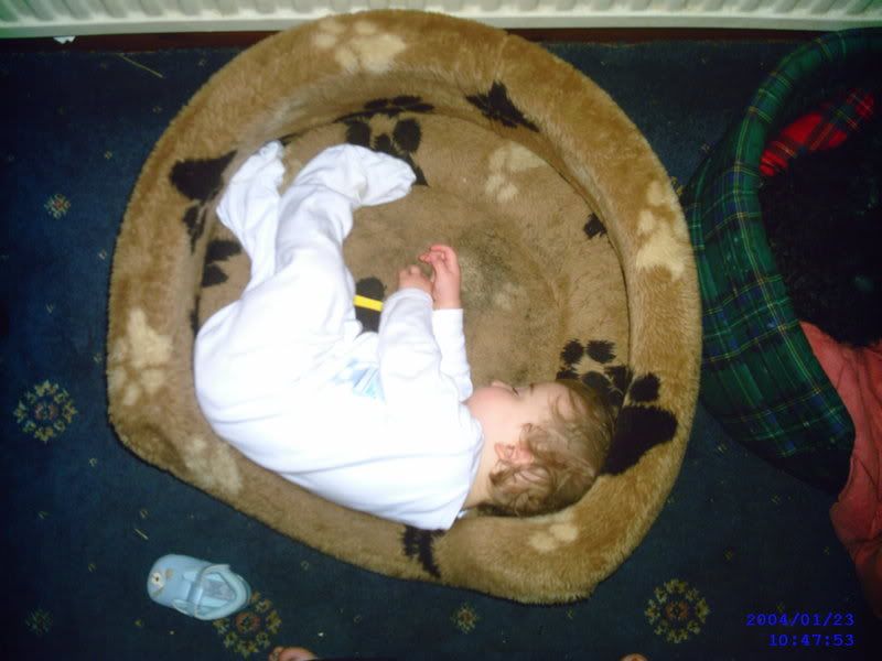 JD500218.jpg logan sleeping in the dog bed image by Lizzytut