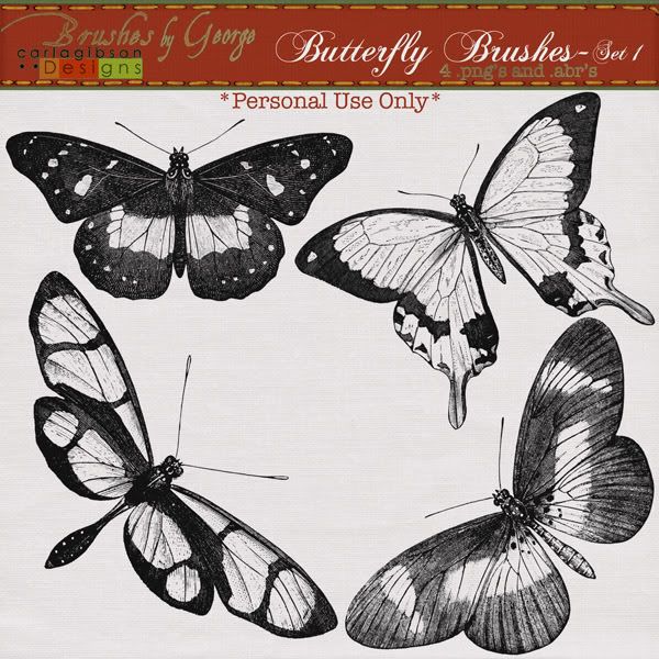 cgibson-butterflybrushes-1-600.jpg