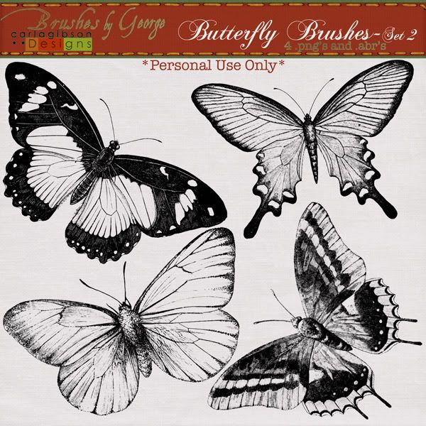 cgibson-butterflybrushes-2-600.jpg