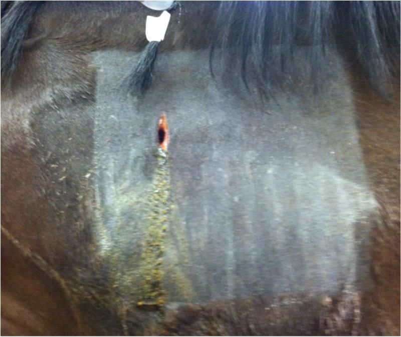 horse abscess neck