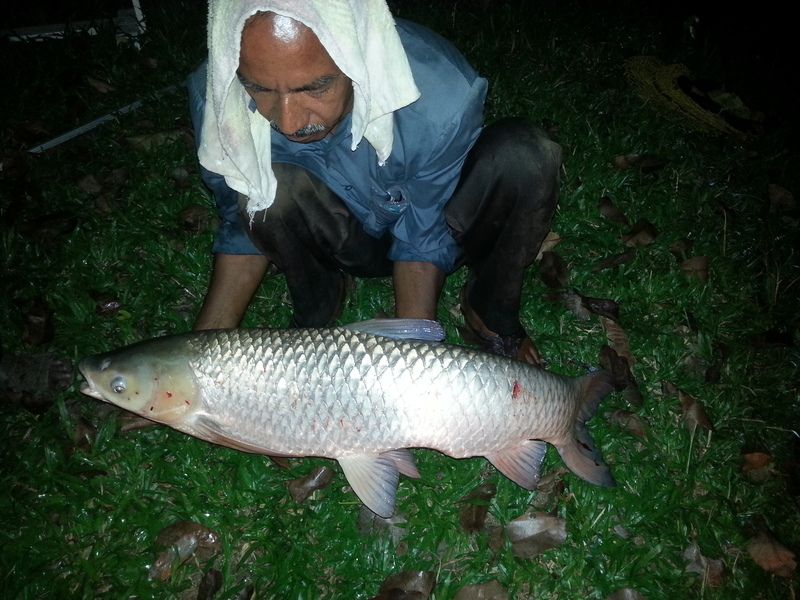 Grass%20Carp%2012%20kg._zpslpfudwuz.jpg