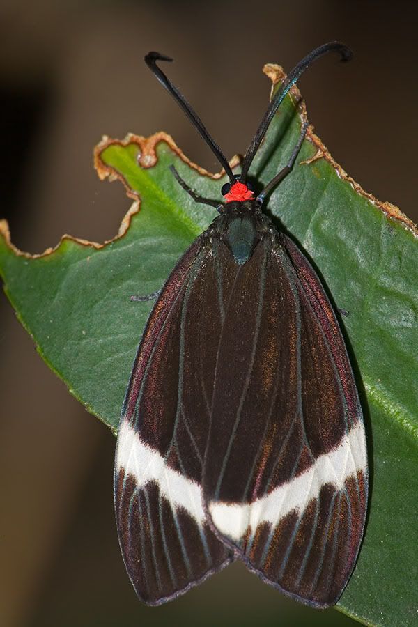 zygaenidae, chalcosiinae - 玉带斑蛾 pidorus atratus