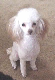 http://i107.photobucket.com/albums/m295/NySpeedPix/teacup_poodle.jpg