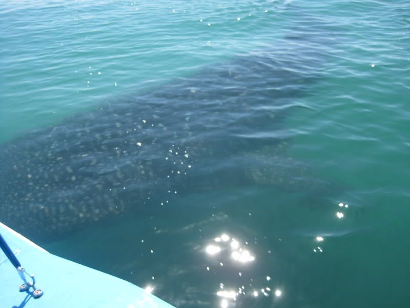 Snorkel with Sharks in Cabo or Puerto Vallarta? Mexican Riviera
