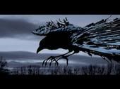 the crow Pictures, Images and Photos