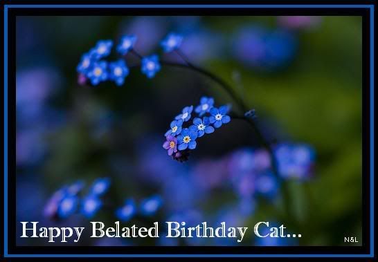 HappyBdayCat Pictures, Images and Photos