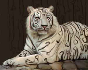 tiger of love