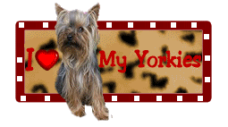 Yorkie Pictures, Images and Photos