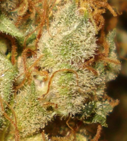 dry-buds-NYD01.jpg