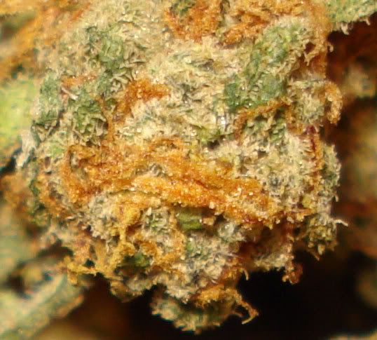 dry-buds-SM01.jpg