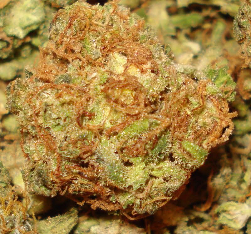 dry-buds-TRWR01.jpg