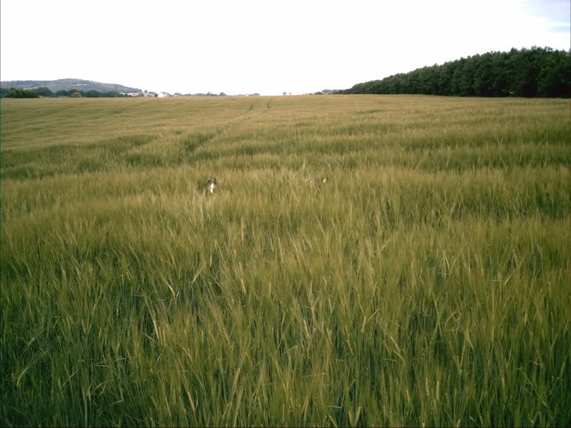 PICT0003-3.jpg