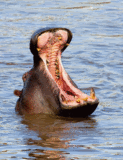 Hippo-Yawn.gif