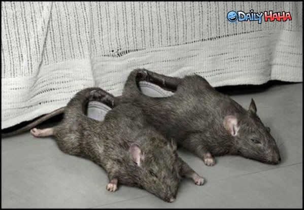 rat_slippers.jpg