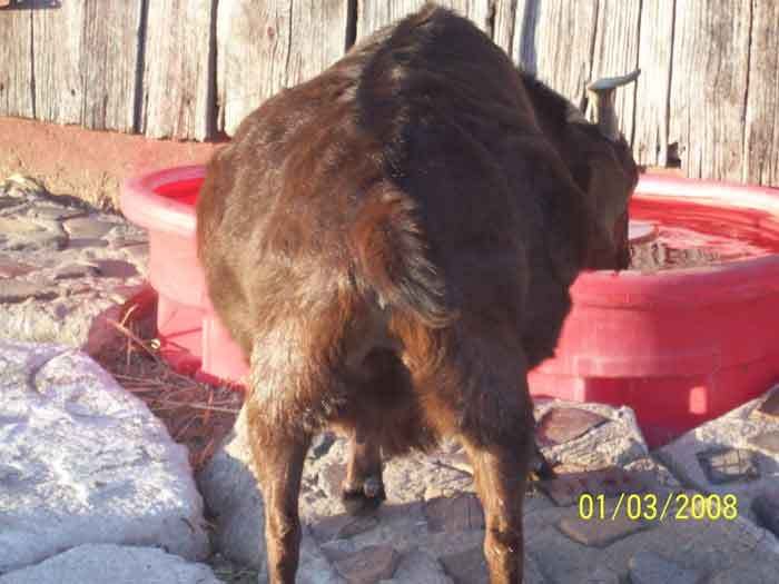 Prego or problem?? - Goats