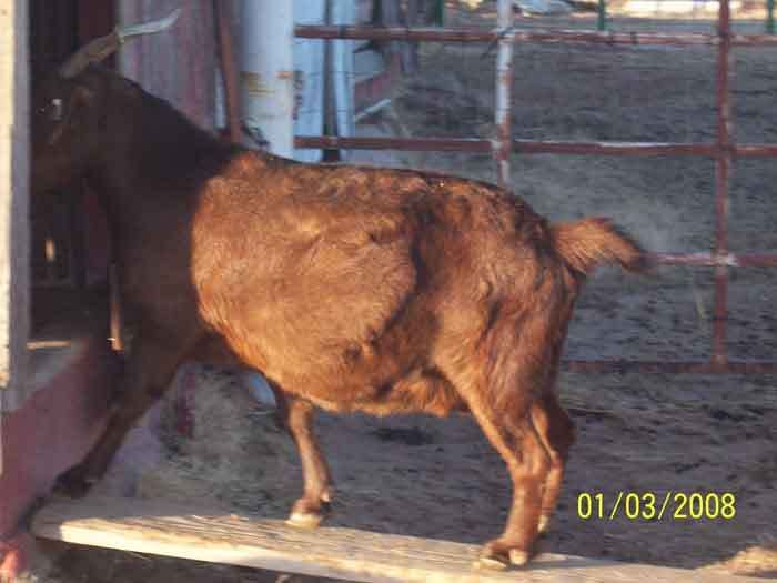 Prego or problem?? - Goats