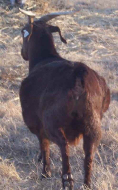 Prego or problem?? - Goats